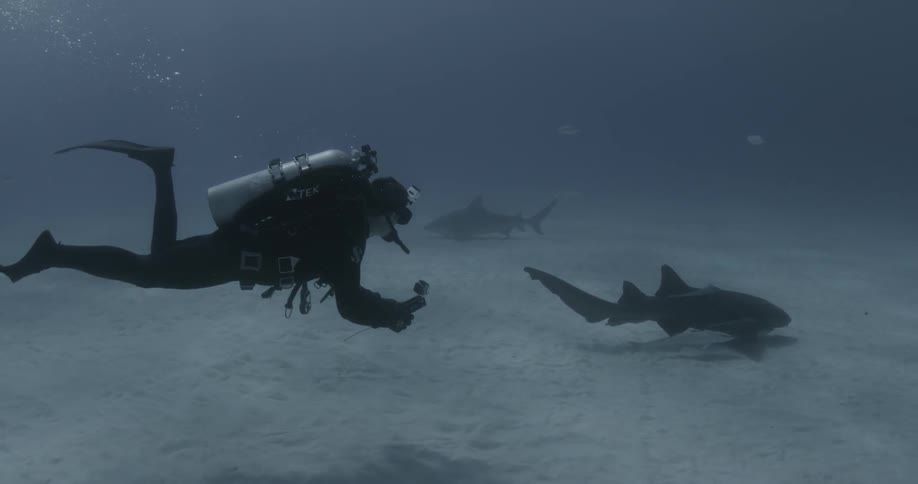 A scuba diver holds a camera and swims behind a shark