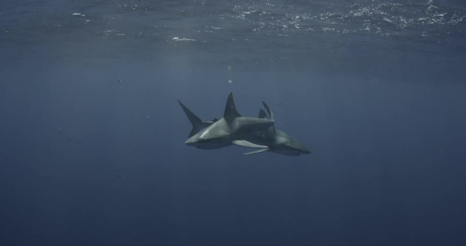 Two sharks swim in blue ocean water