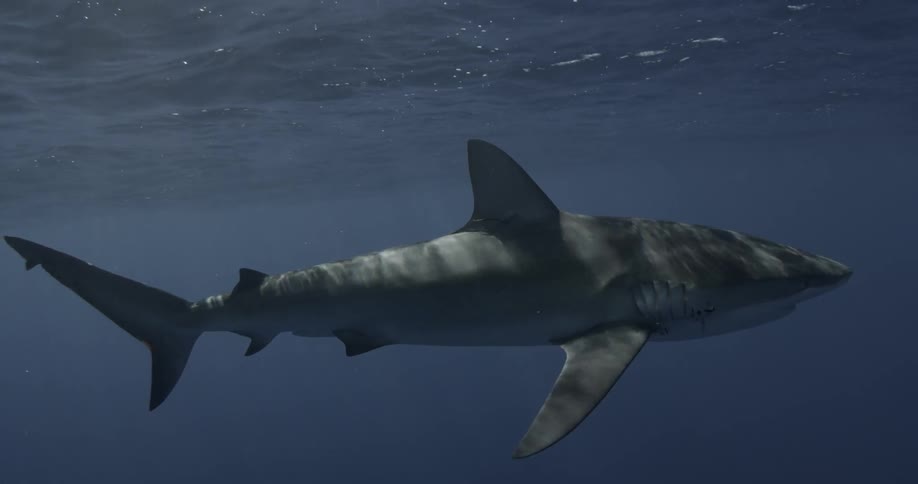 A shark swims very close to the surface of the water