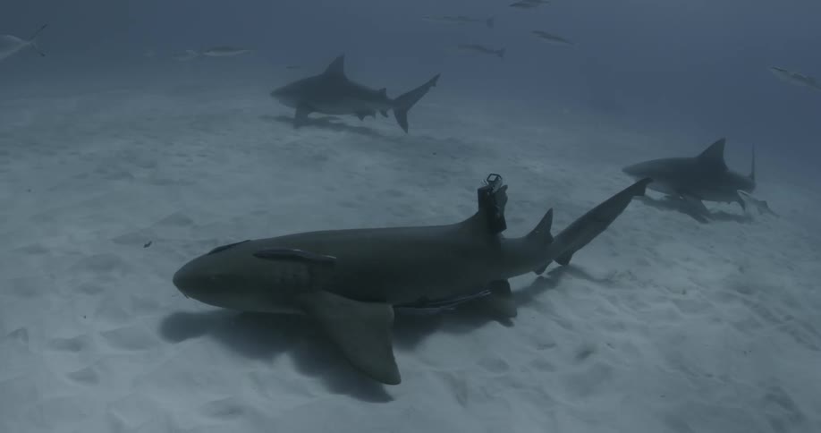 Several sharks swimming low to the ocean floor