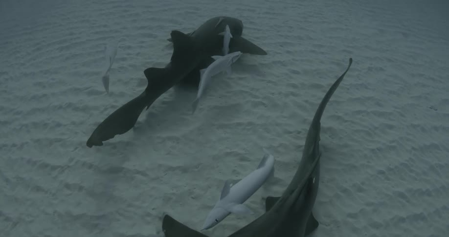 Sharks and fish swim near the ocean floor