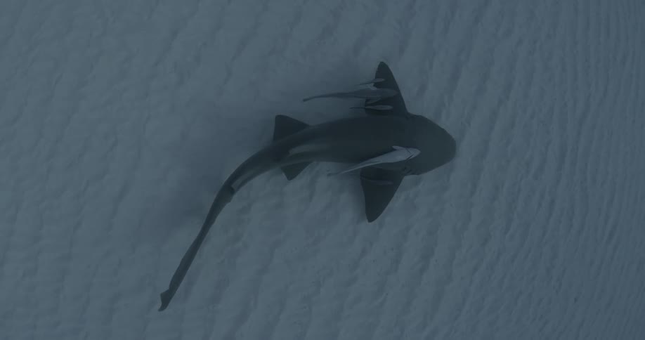 A shark with several small fish attached swims along the sand