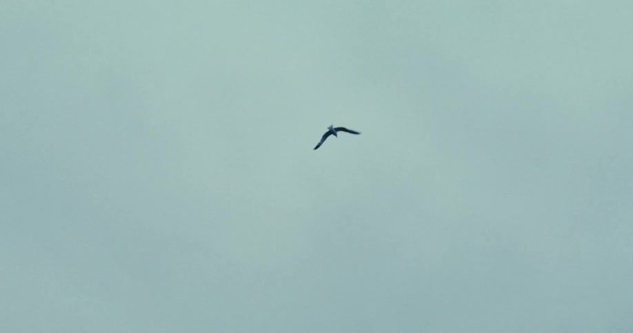 A bird flies high in the cloudy sky
