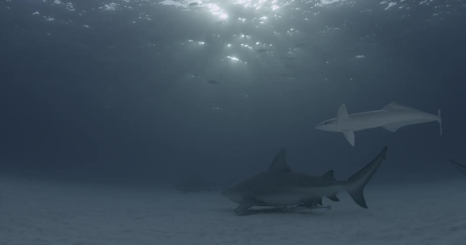 Sharks and remoras swim near the ocean floor as sunlight beams down