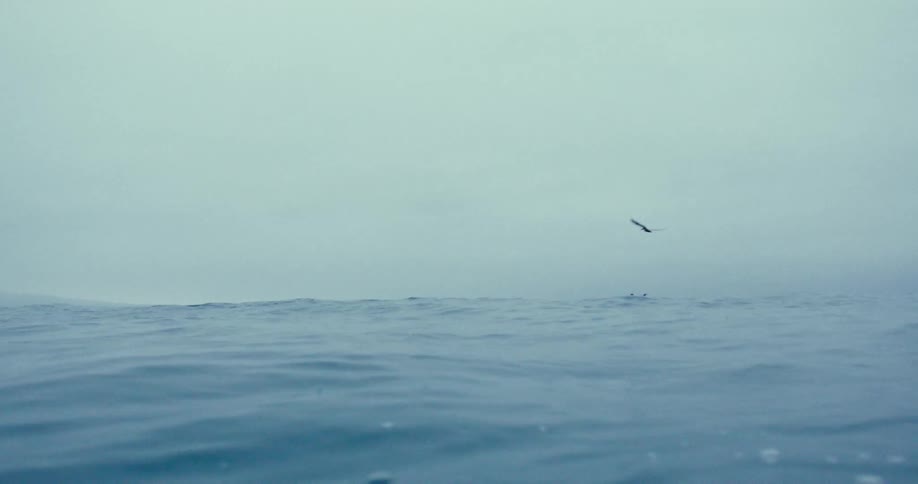 A pelican flyes over a surfer swimming in the ocean