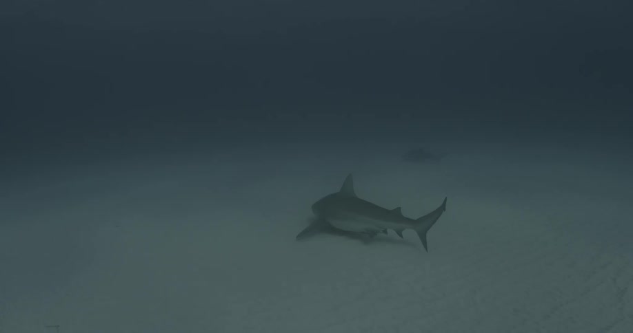 Shark swimming low to the ocean floor