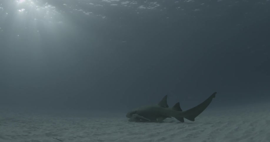 A large shark swimming near the bottom as the sun rays glare down