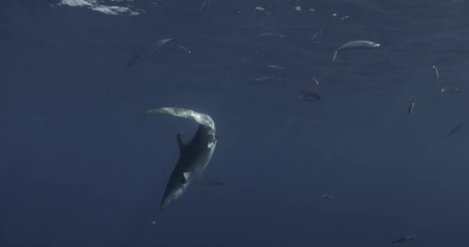 A shark and fish swim near the surface of the ocean