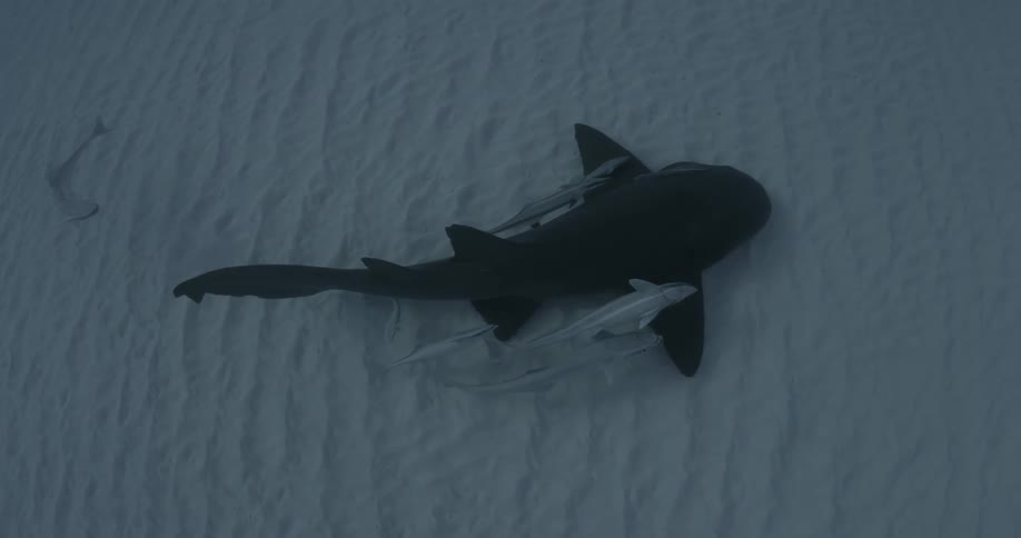 A shark with remoras is swimming near the ocean floor