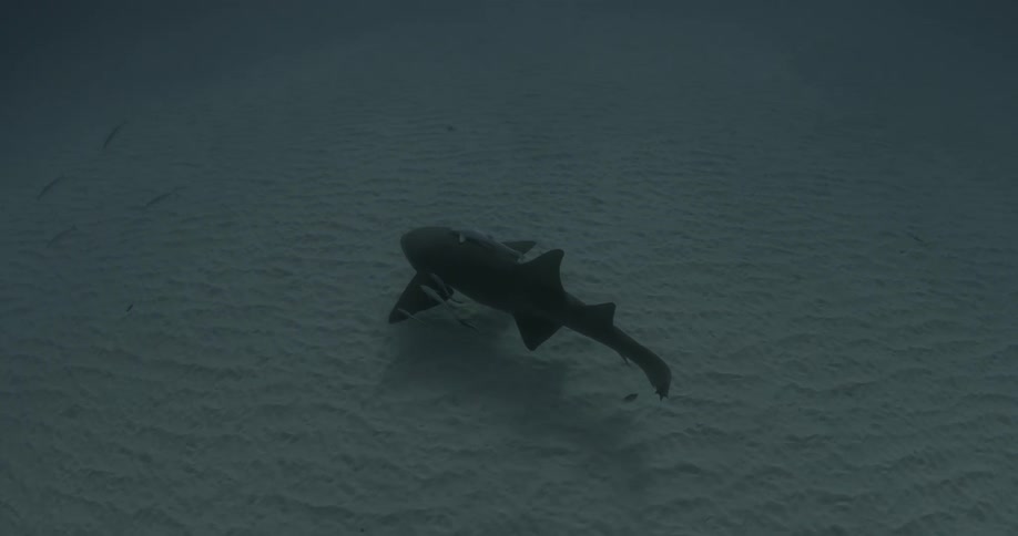 A large shark that has fish attached to it swims near the ocean floor