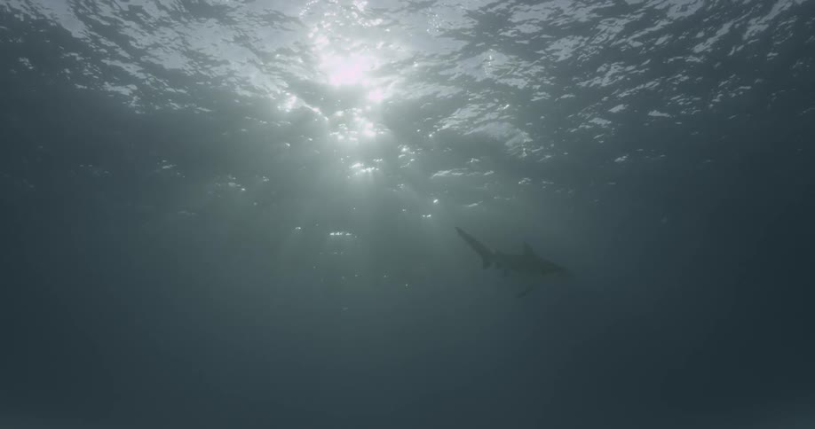 A shark swims near the surface of the ocean as sunlight shines through the water