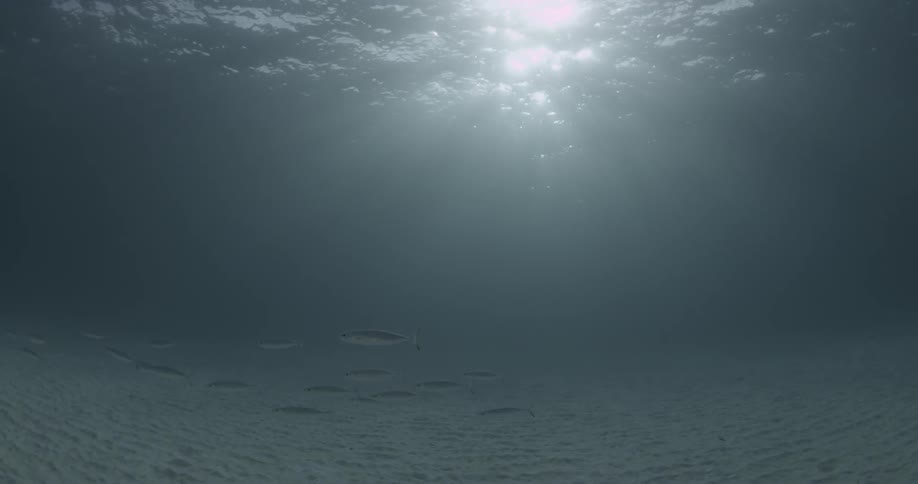 A school of fish swim together in the ocean