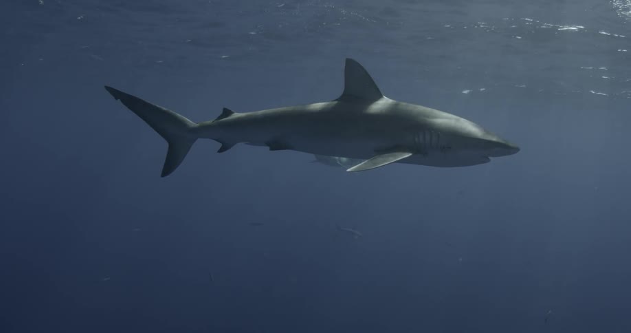 Two sharks are swimming near the surface of the ocean during the day