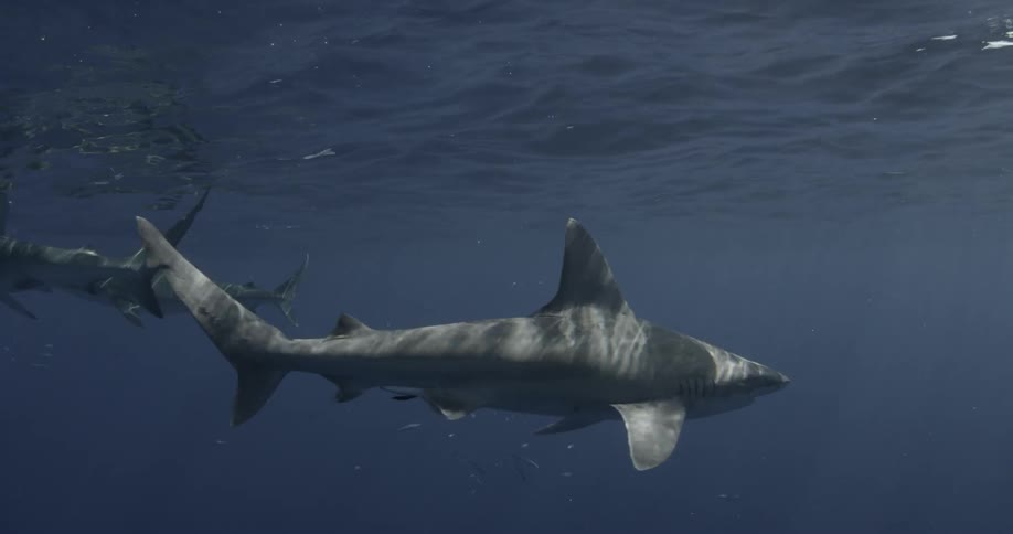 A few sharks swimming amongst other fish