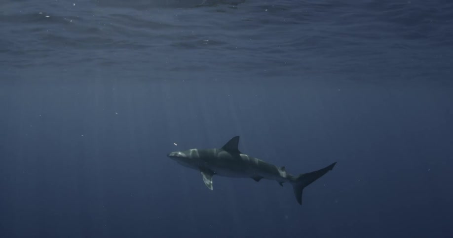 Sunlight filters through the ocean surface and onto a shark