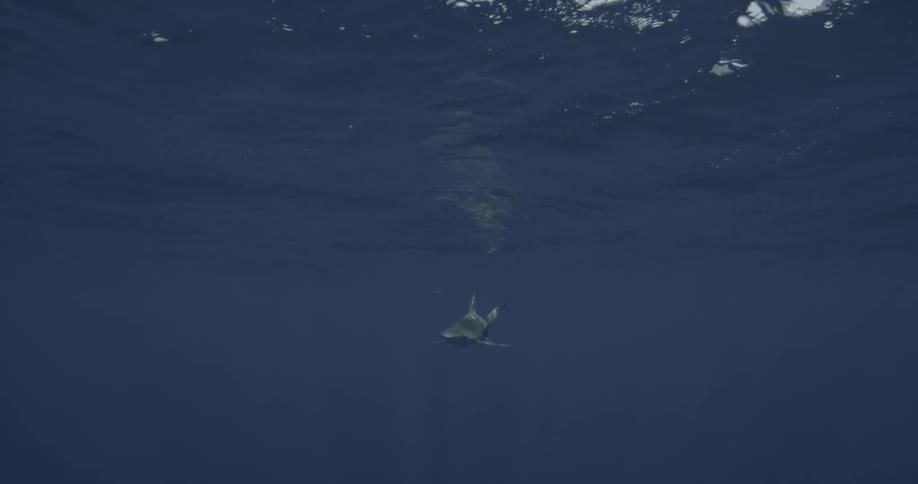 A shark swimming just below the ocean surface
