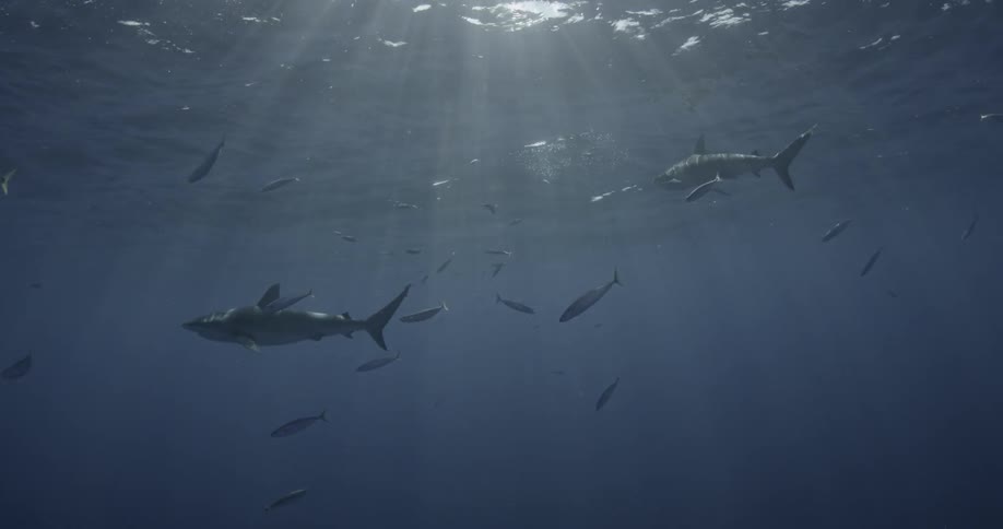 A couple of sharks are swimming in the ocean