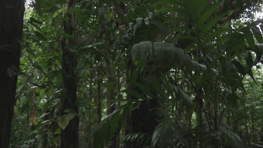 Foliage and trees in a tropical forest