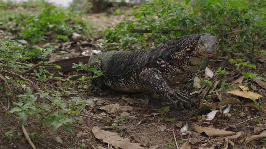 A large lizard flicks its tongue in nature