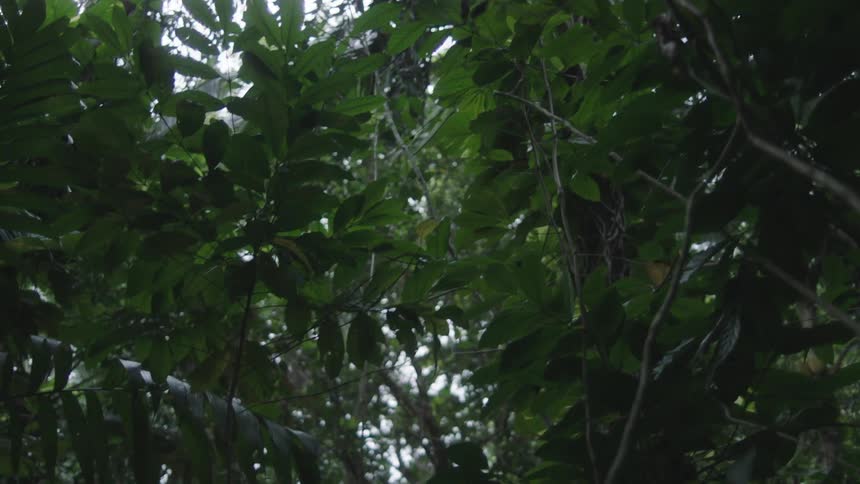 Dense tree leaves block sky in grove of trees