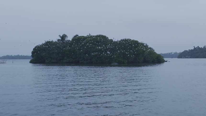 Island in the middle of a lake with seagulls in the trees