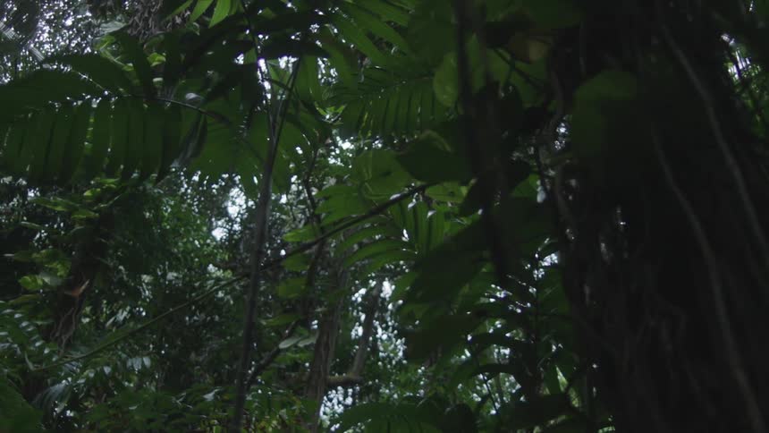 A lush jungle teeming with varied plant life and vines