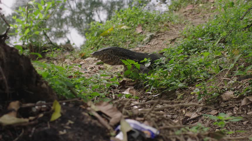 A small komodo dragon in a soil with dry leaves and little green plants and he is sticking out his tongue