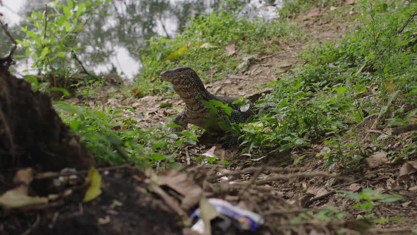 Large monitor lizard on ground near tree eats