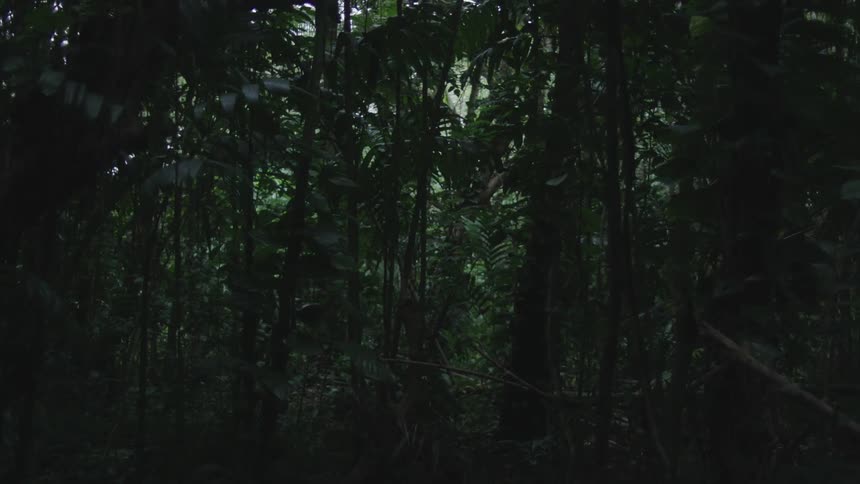 Sunlight is barely visible underneath the canopy of a dense forest