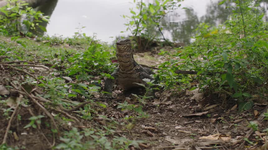 A lizard eats a fish tossed to it near a body of water