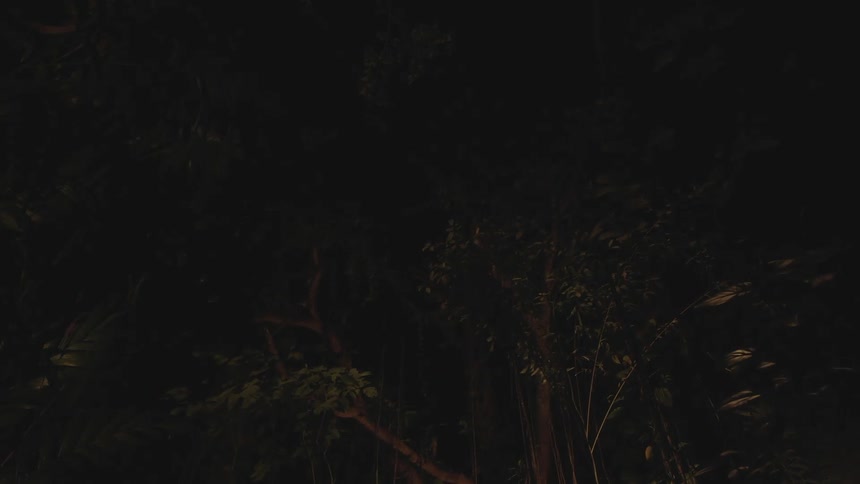 Pulsating light shines on tree at nighttime