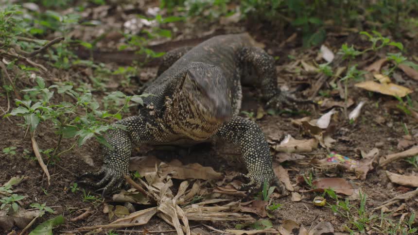 A komodo dragon devours a fish in the heart of its lush habitat