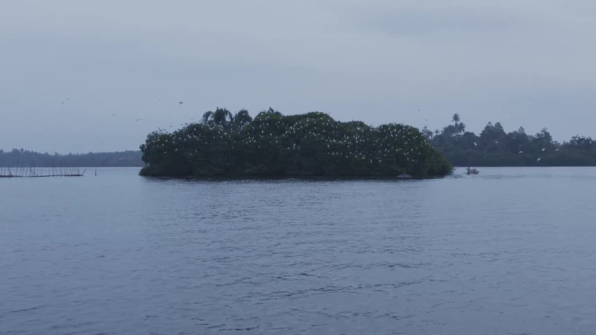 Isolated island in the middle of a lake with a cluster of white birds