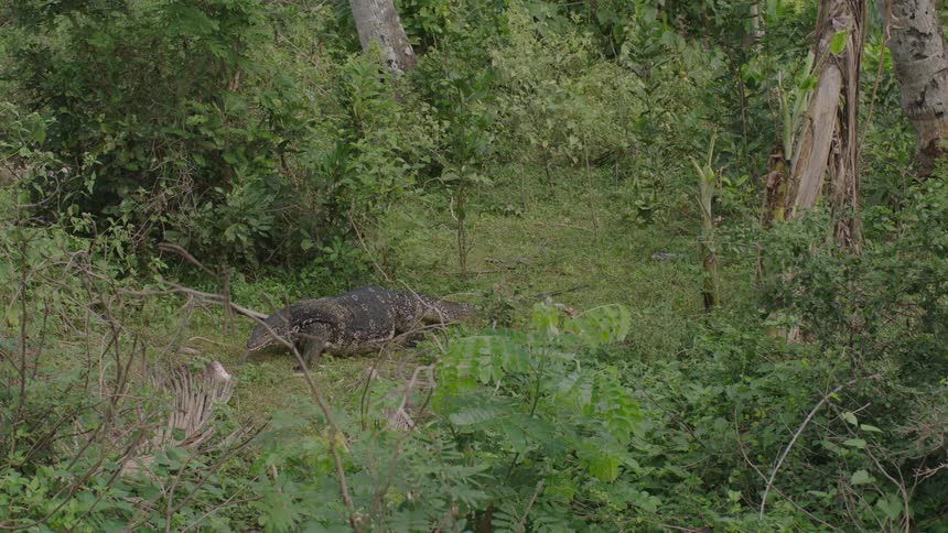 A large lizard attempts to eat an animal in a forest