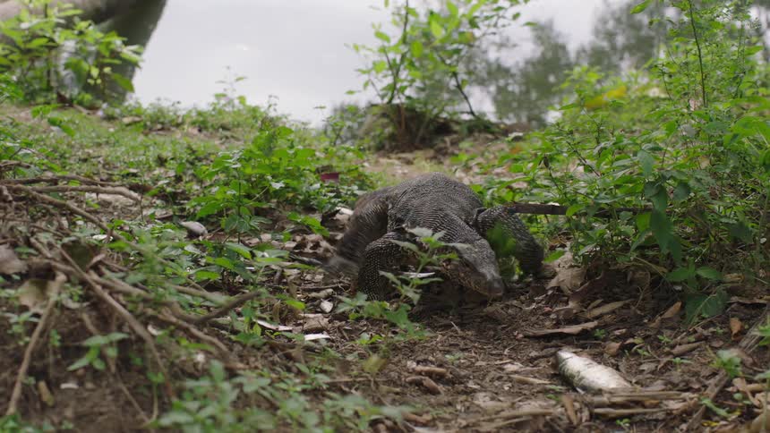 An asian water monitor lizard devours a silvery fish by the waters edge