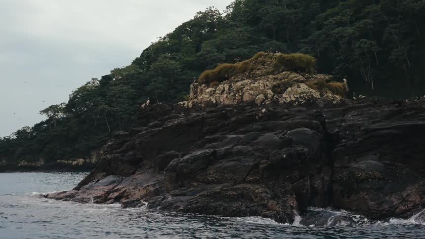 Waves crash against a rocky coastline that has a dense forest growing upon it