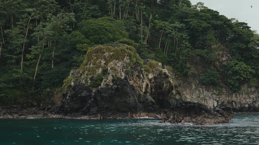 Forest on the rocky coast at the edge of a turquoise sea