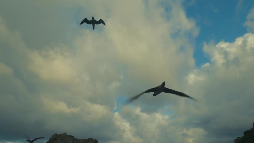 Seagulls flying in a blue sky with clouds