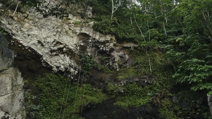 Trees and vegetation are growing on the surface of a rocky cliff