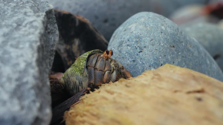 A hermit crab surrounded by rocks and wood