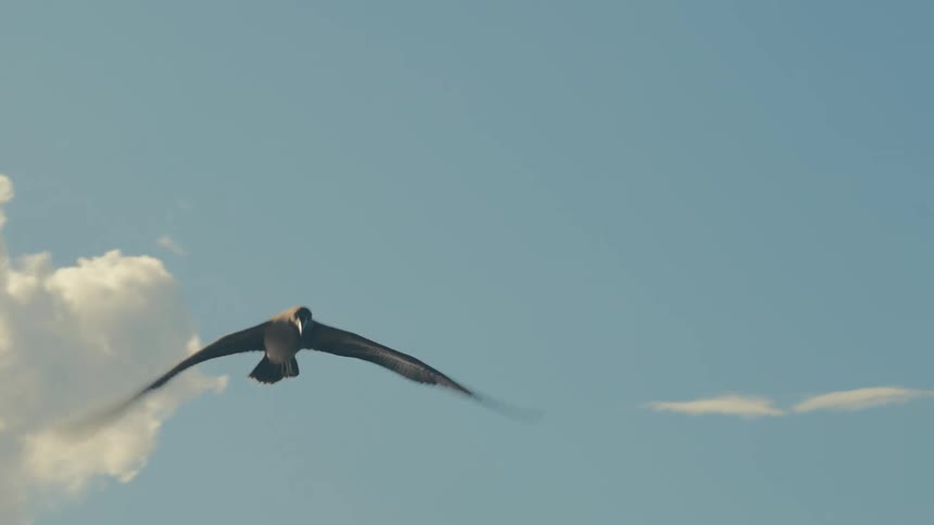 Two seagulls flying a blue sky with clouds above the sea
