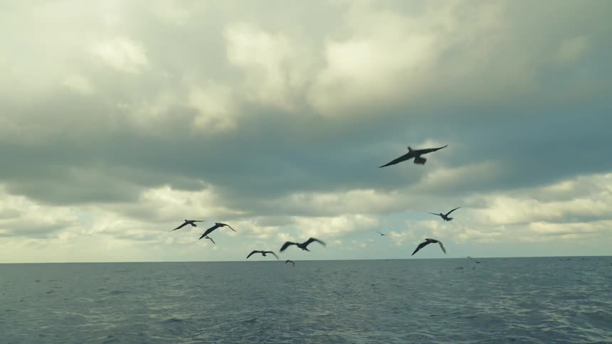 Birds flying together above the sea on a blue sky day with clouds