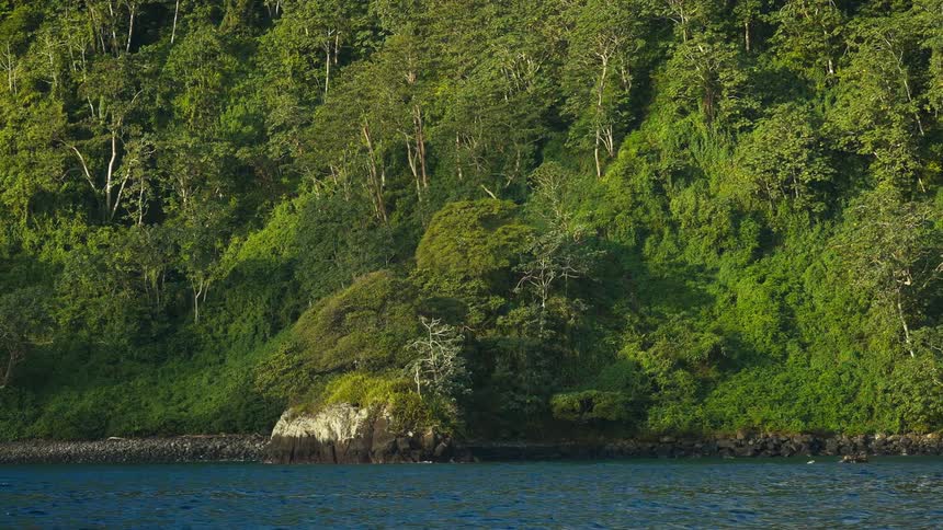 A landscape featuring a verdant forested coastline nestled along the waters edge