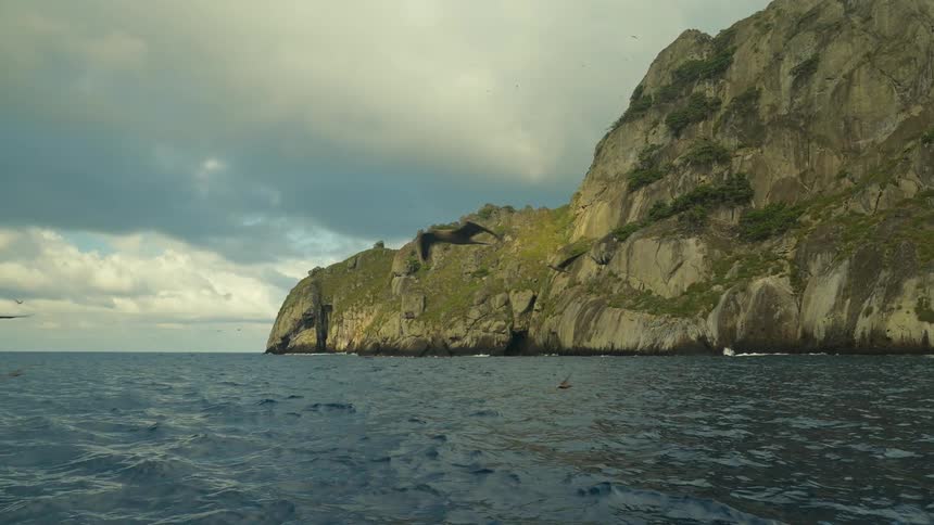 Panorama of an ocean with calm waters and seagulls flying along the shore