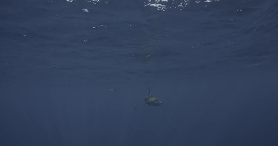 A shark swims near the surface of the ocean