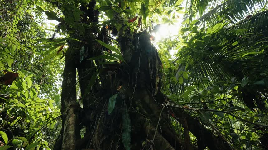 Greenish tree in a tropical forest