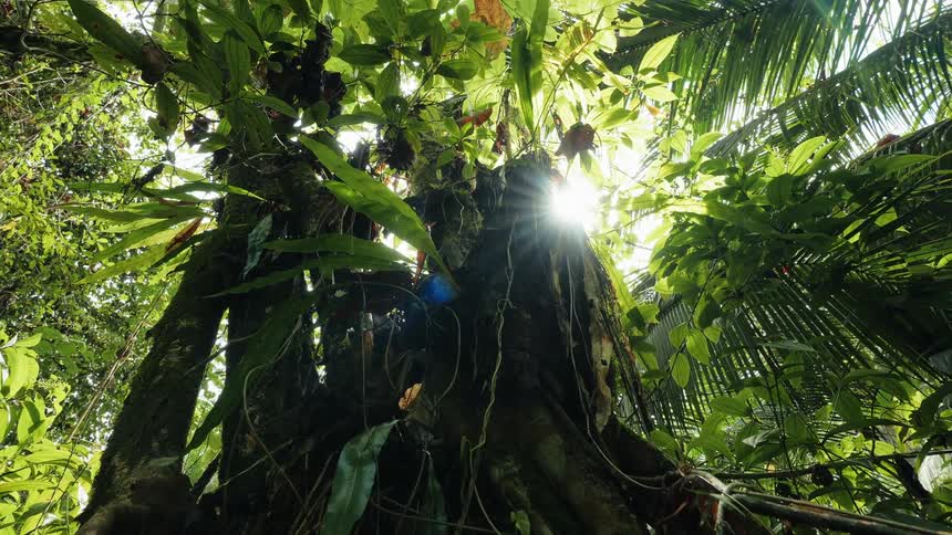 Tree with a woody trunk in a tropical forest