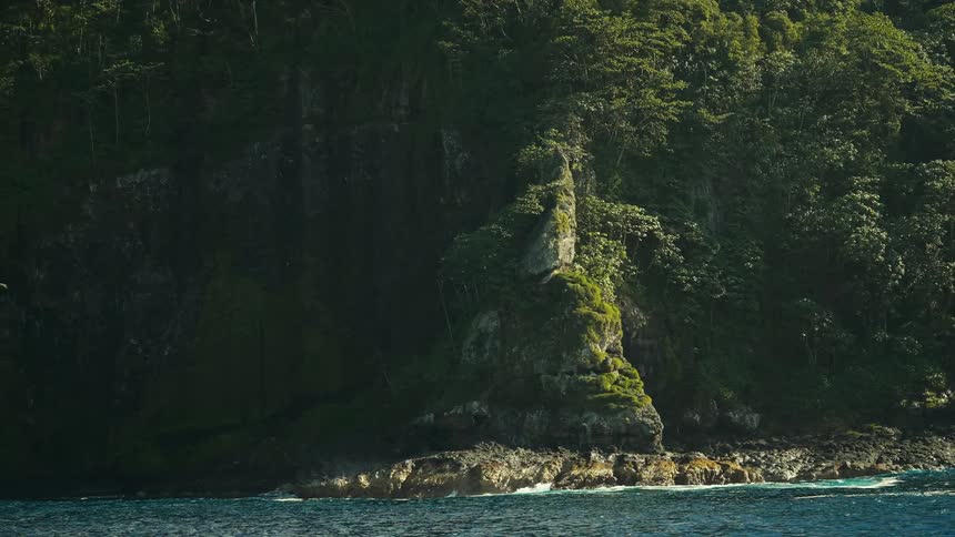 Bird flies near forest and cliff on sea shore