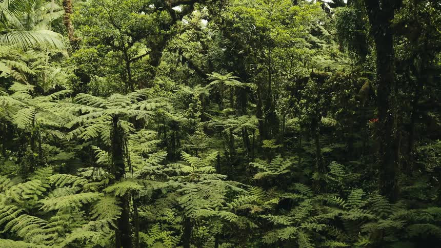 A forest with ferns and diverse vegetation midday overcast