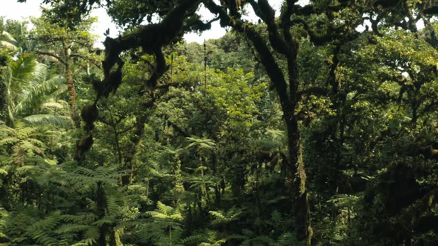 Trees and plants grow in a dense forest